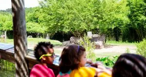 Zoofari Campers looking at animals