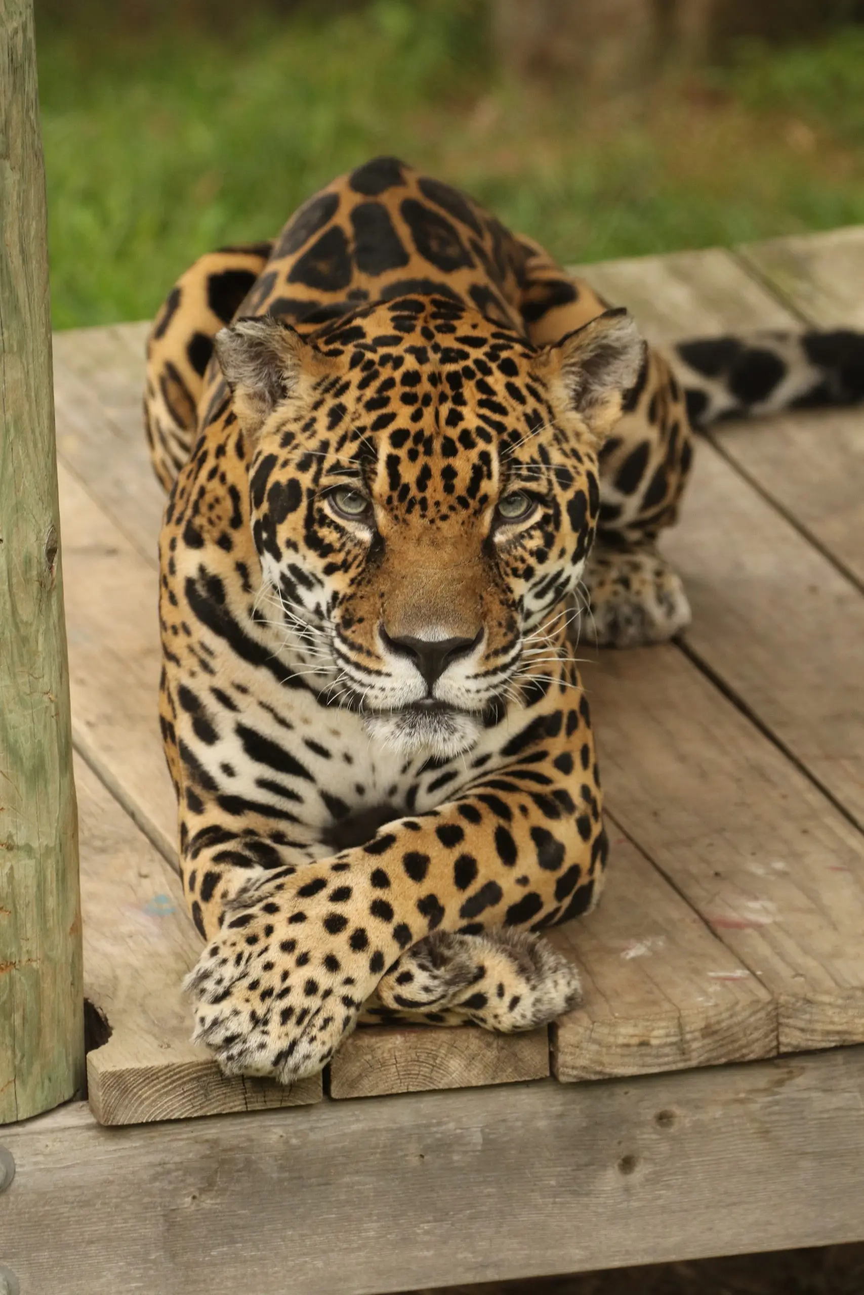 Jaguar