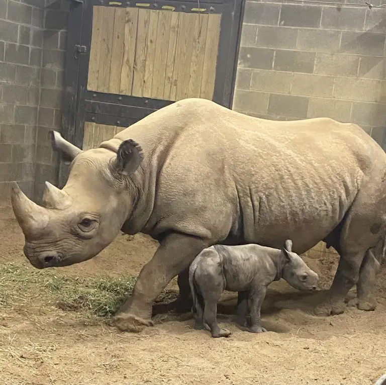 Baby Rhino and Mom