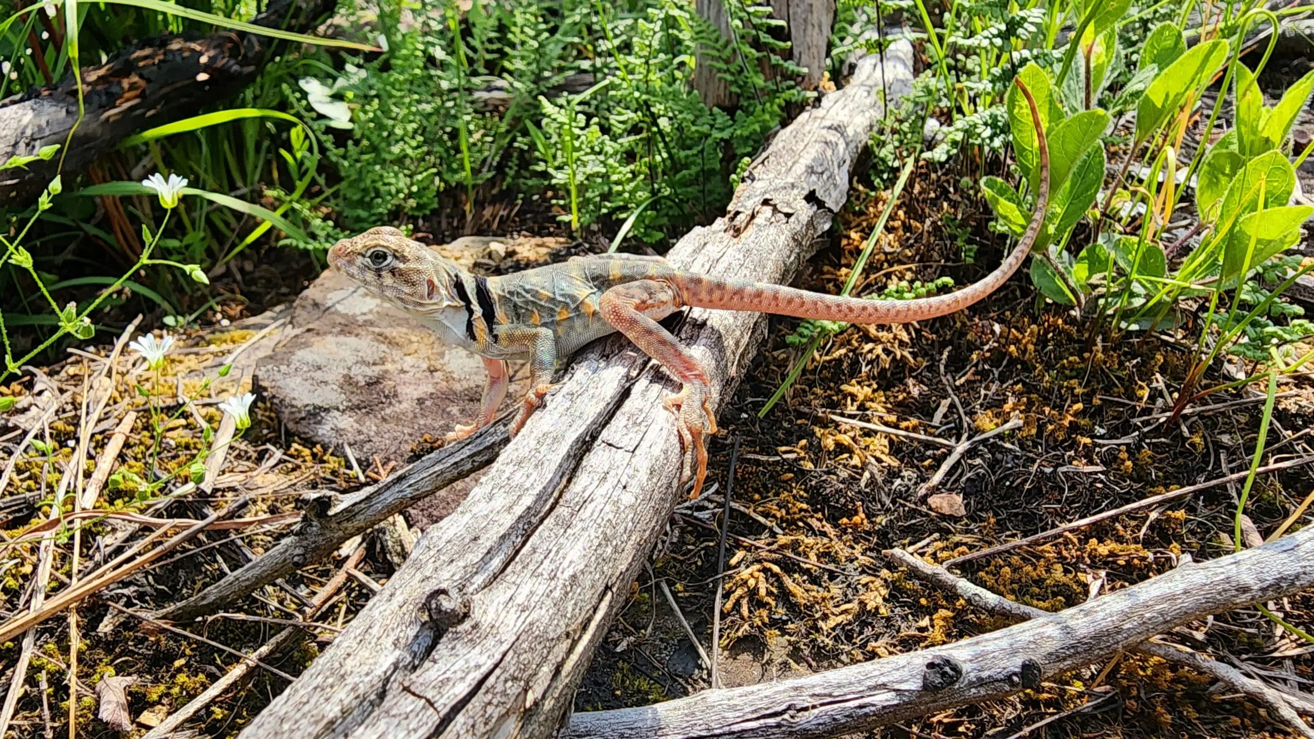 collard-lizard-release