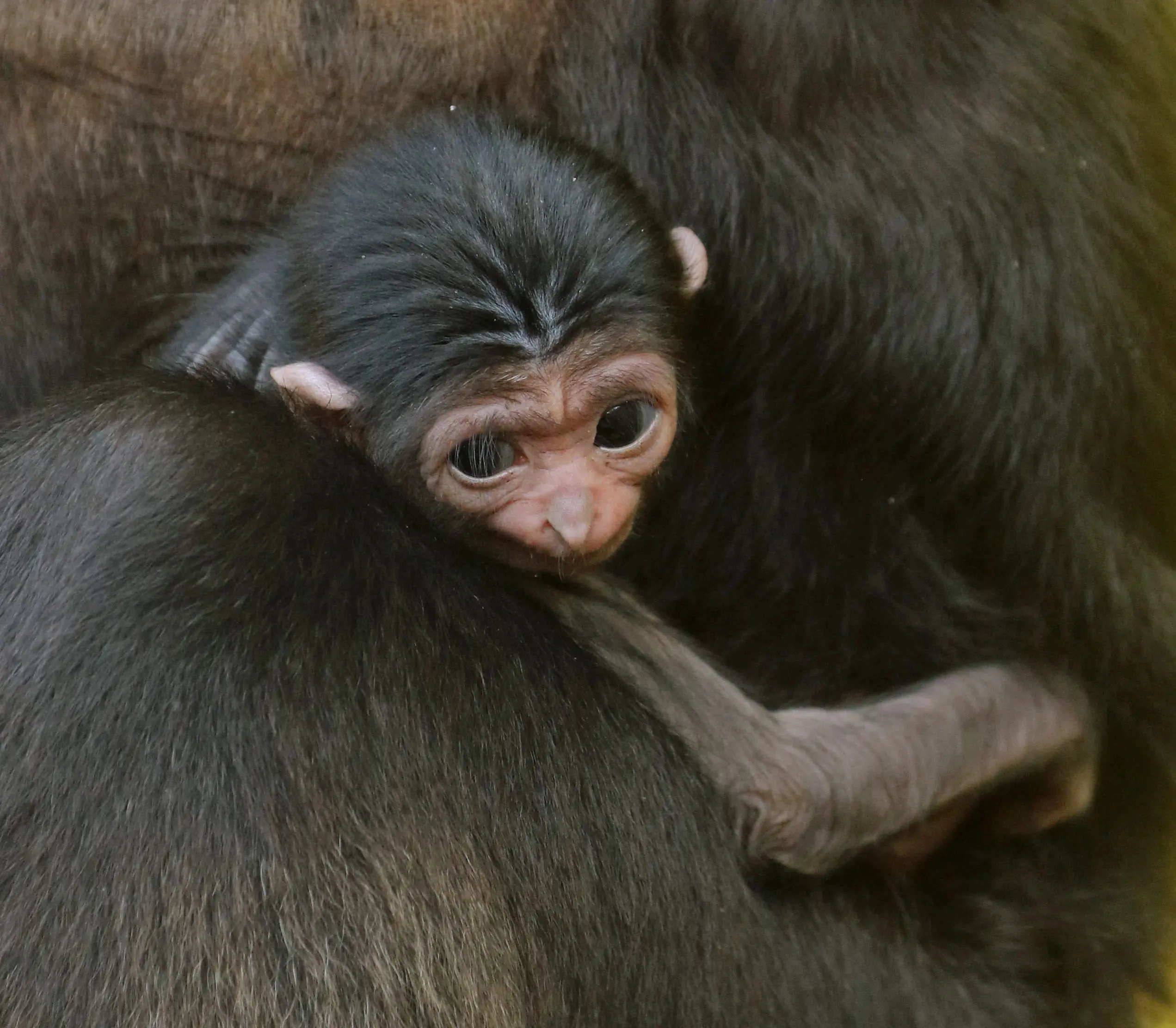 Baby Gibbon