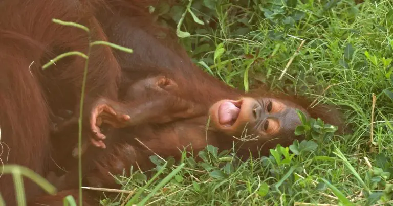 baby-orangutan