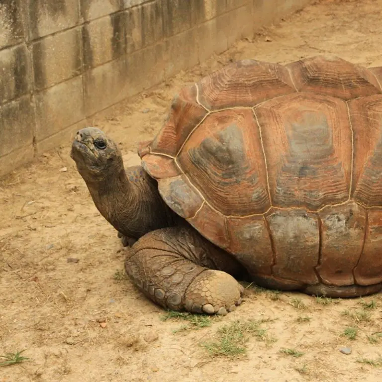 aldabra tortoise