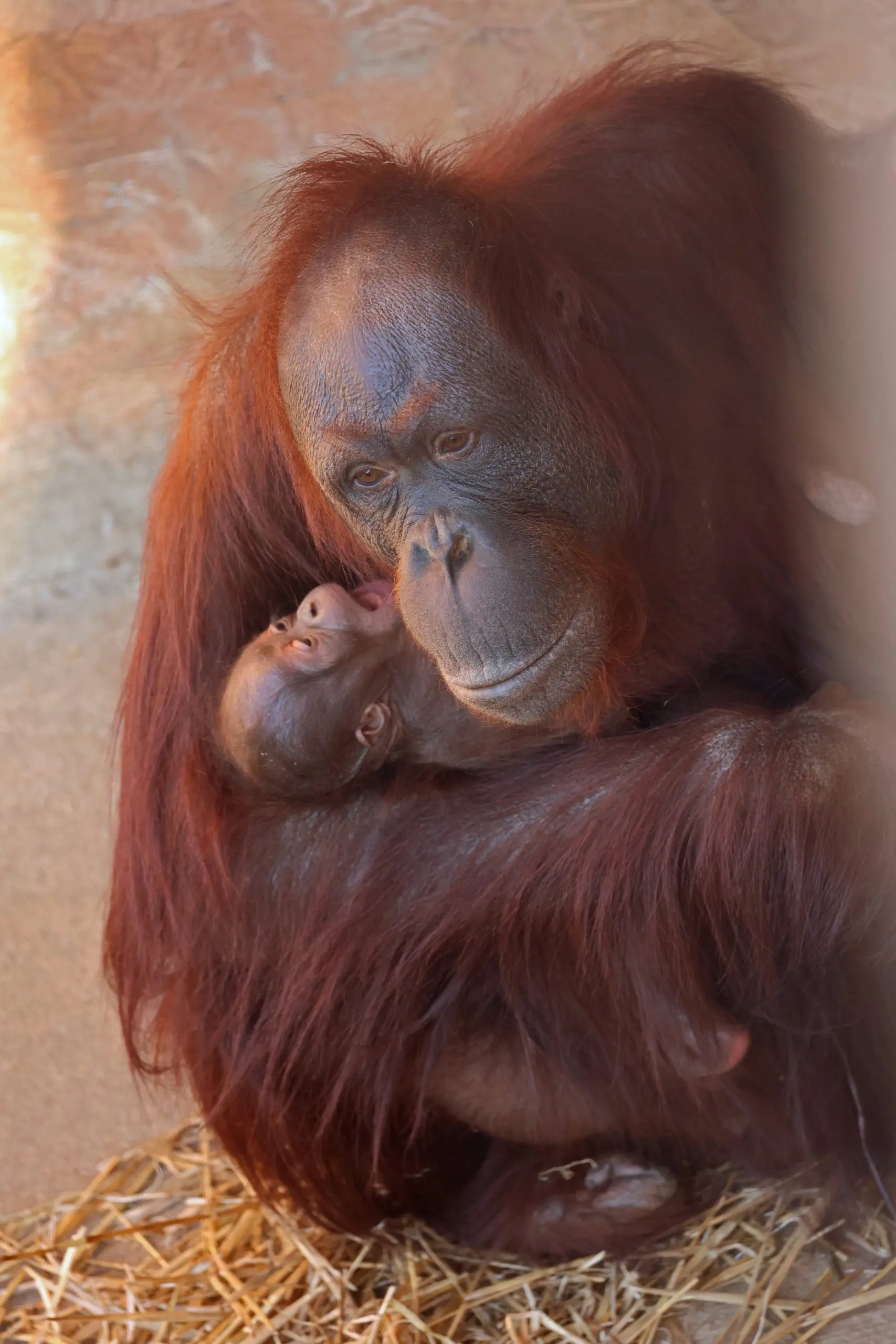 Baby Orangutan