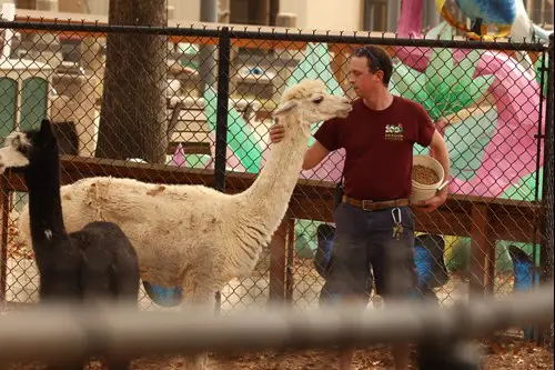 Keeper with Alpaca