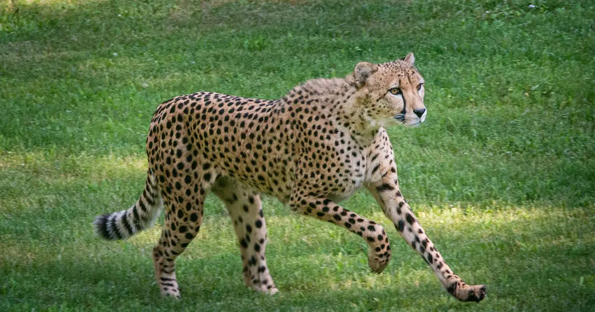 Cheetah