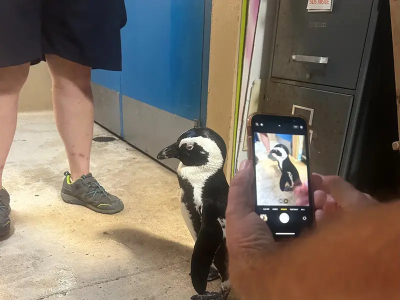 Behind the Scenes - Penguins