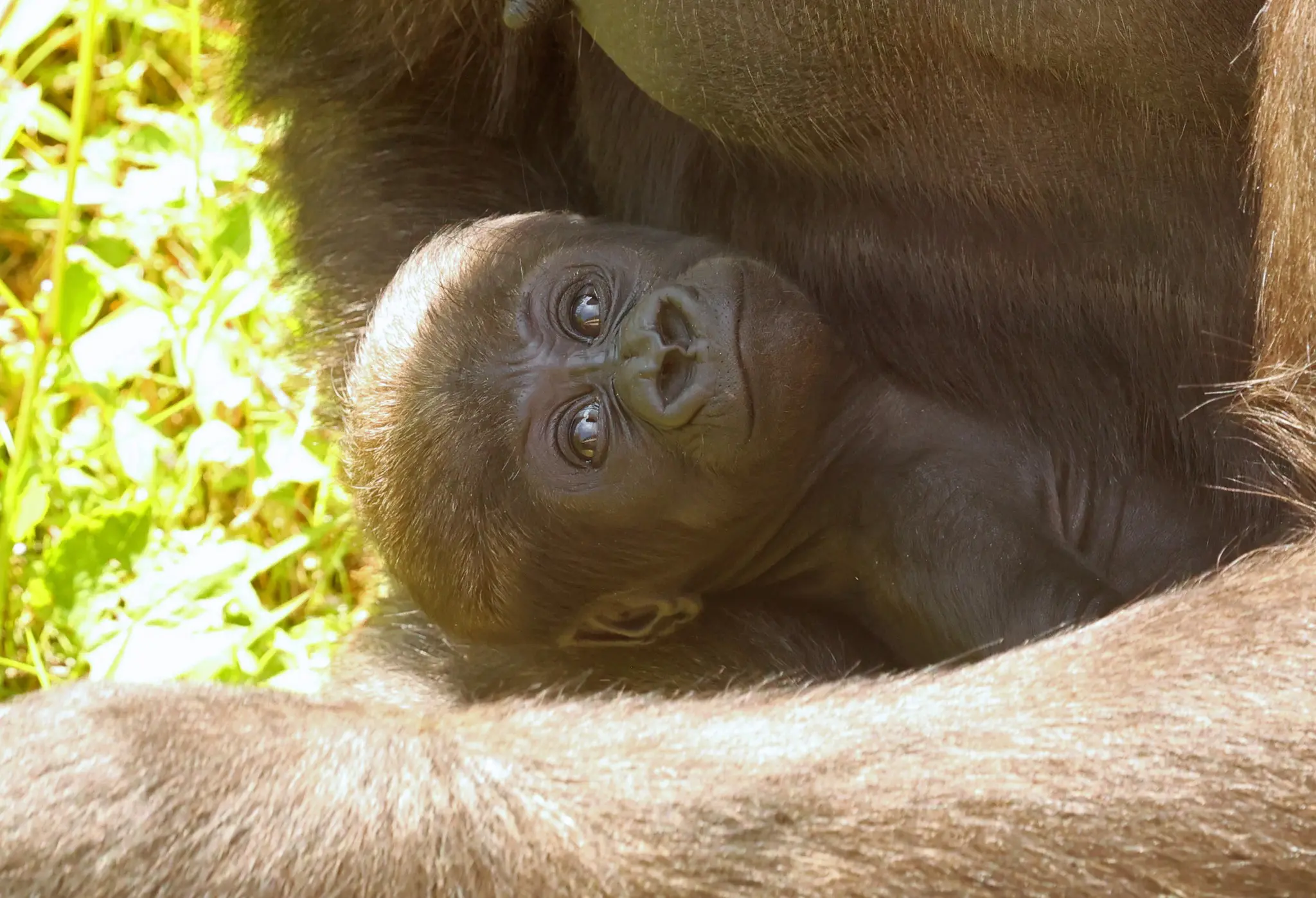 Image of Primate holding child