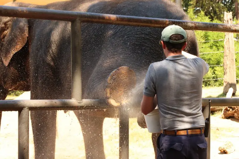 Keeper with Elephant