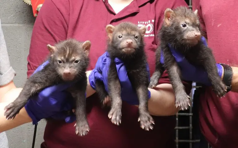 Bush Dog Puppies 2025