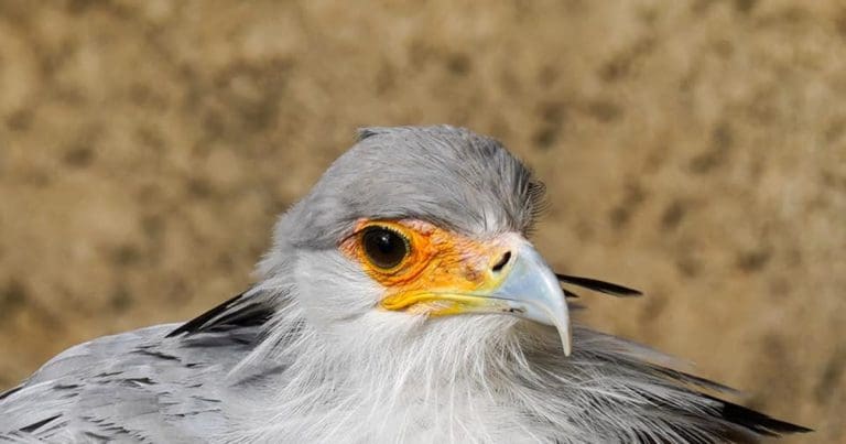 secretary-bird