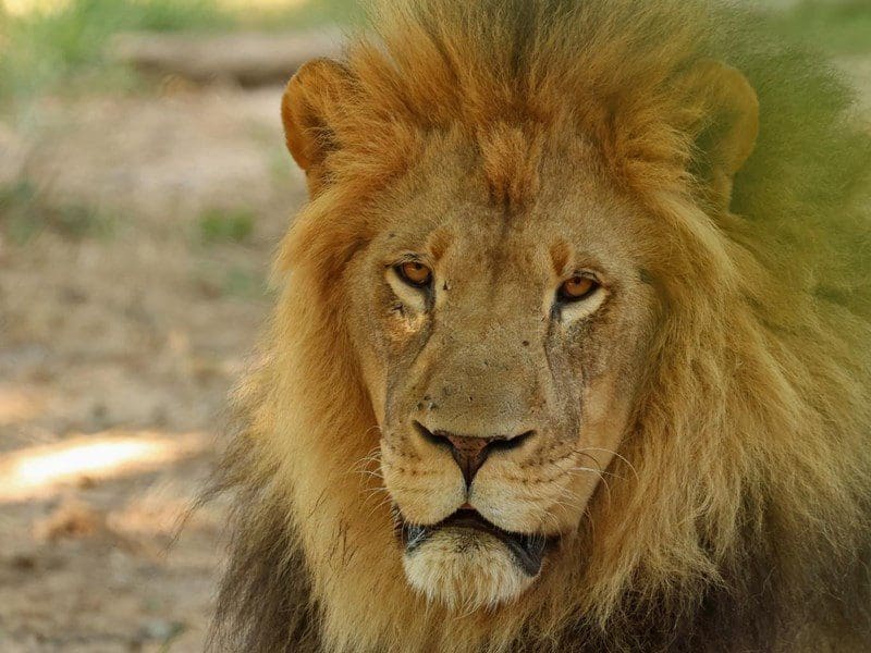 Male Lion