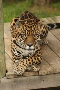 Jaguar