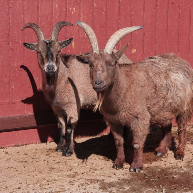 Goats at Heritage Farm