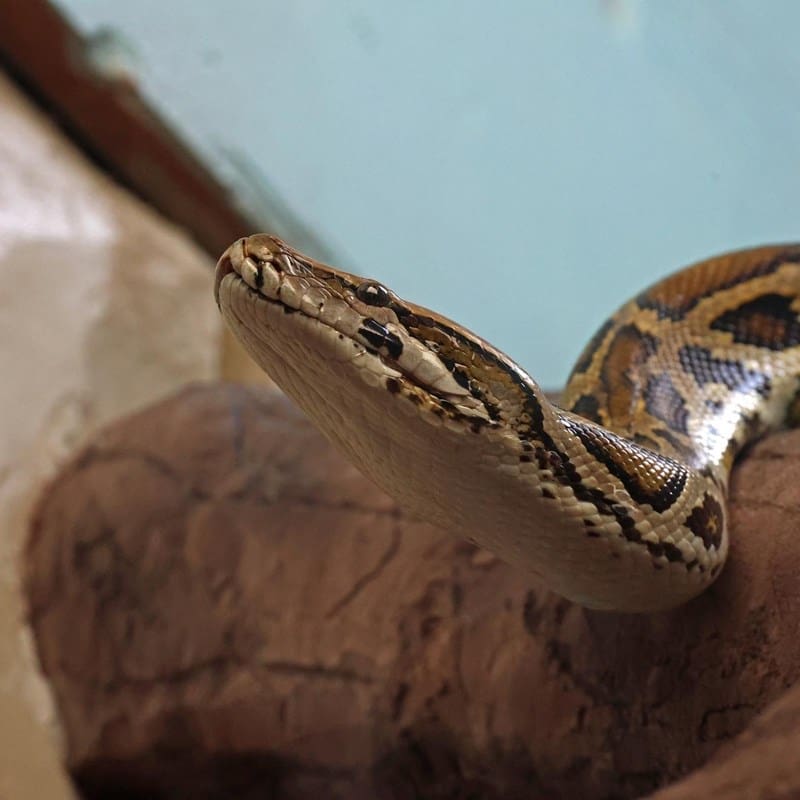 Burmese Python