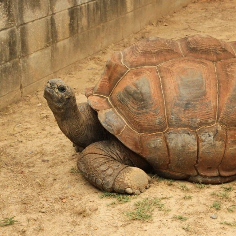 aldabra tortoise