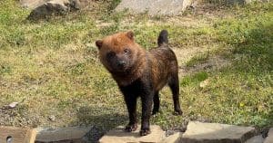 Bush Dog