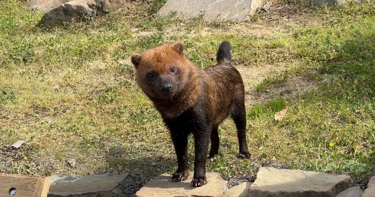 Bush Dog