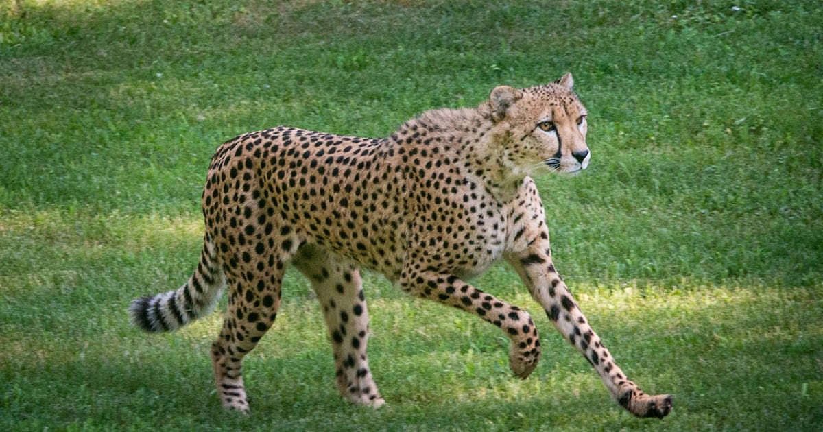 Cheetah