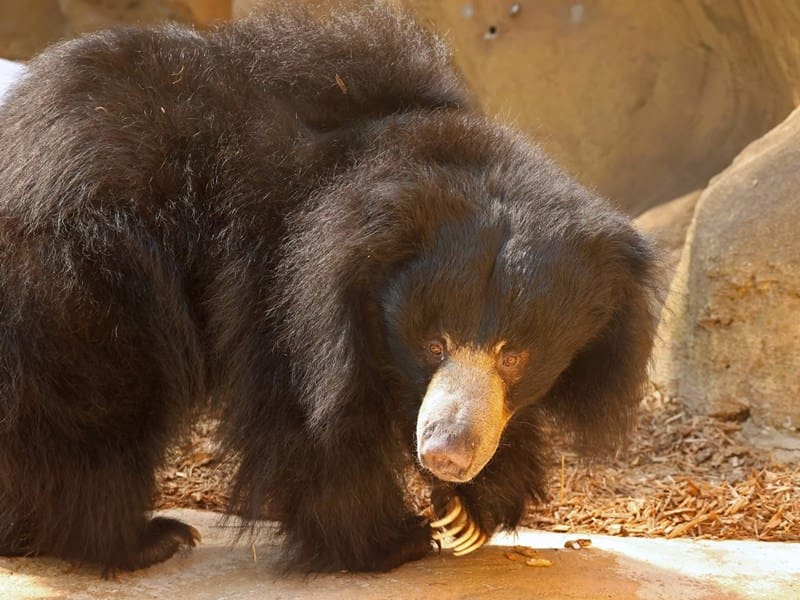 Sloth Bear