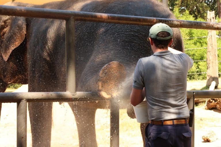 Keeper with Elephant