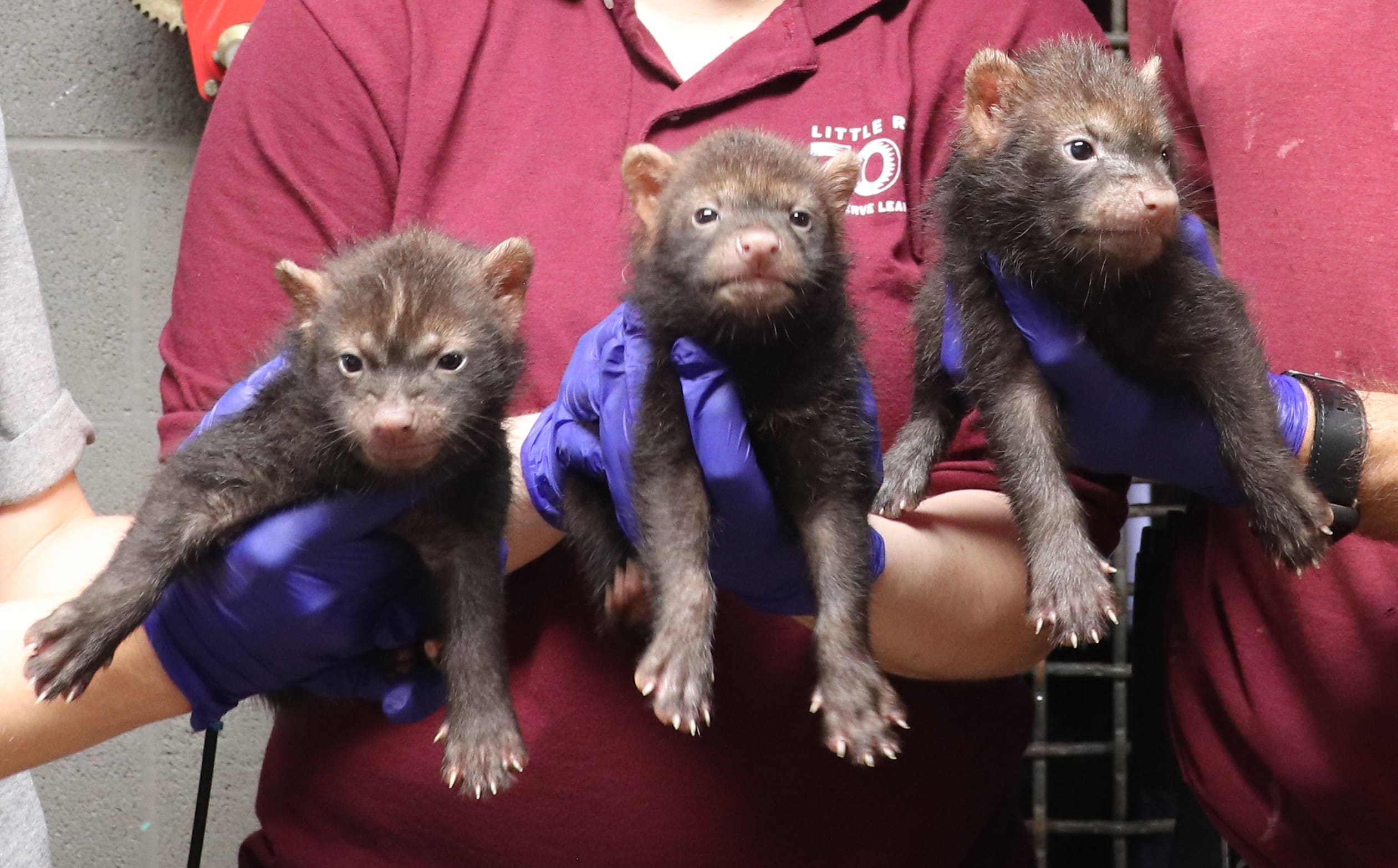 Bush Dog Puppies 2025