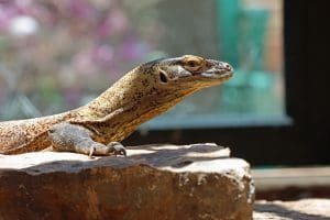 Komodo Dragon