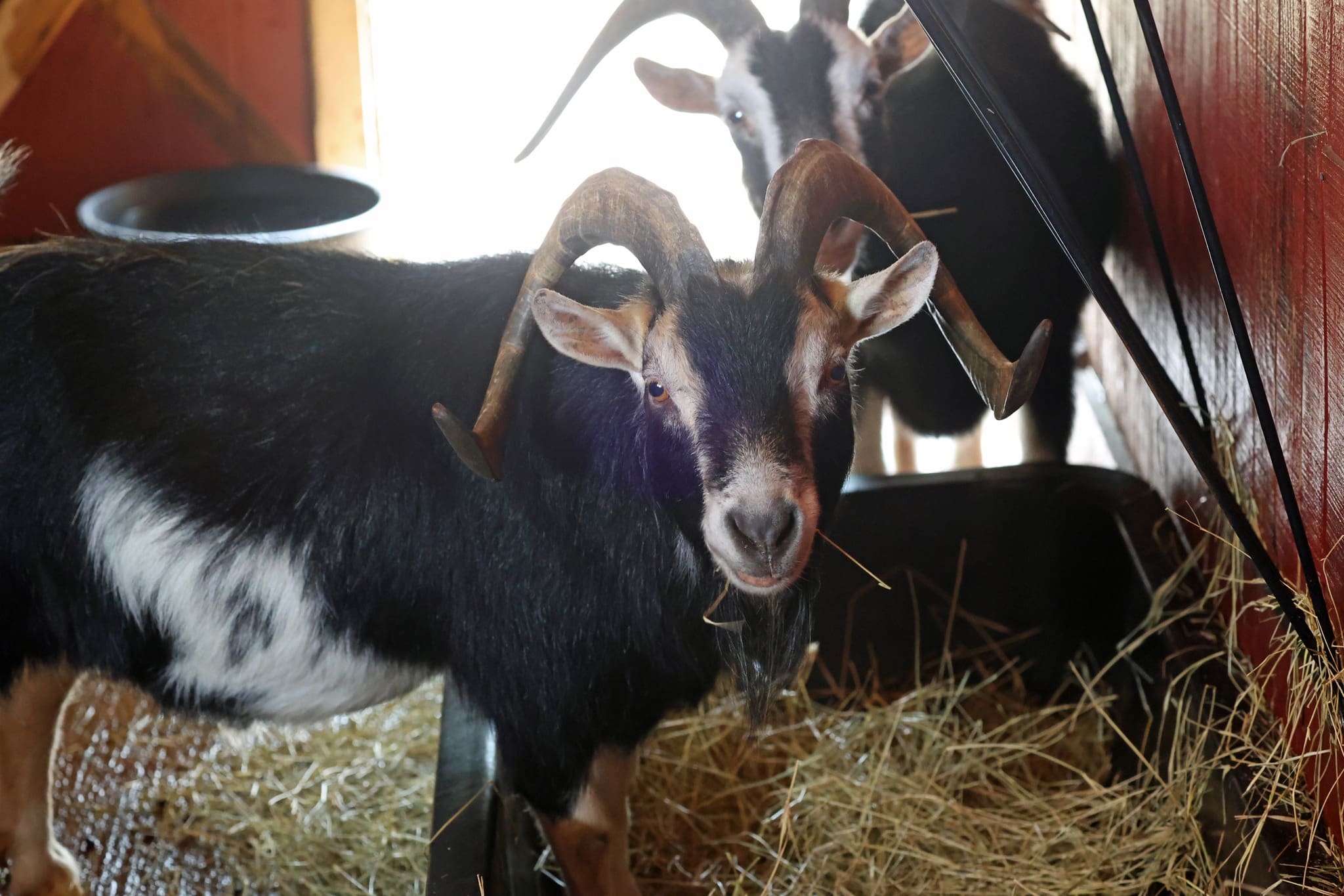 Arkansas Heritage Farm